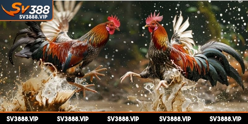 Trang bị mẹo thông minh tăng cơ hội thắng lớn