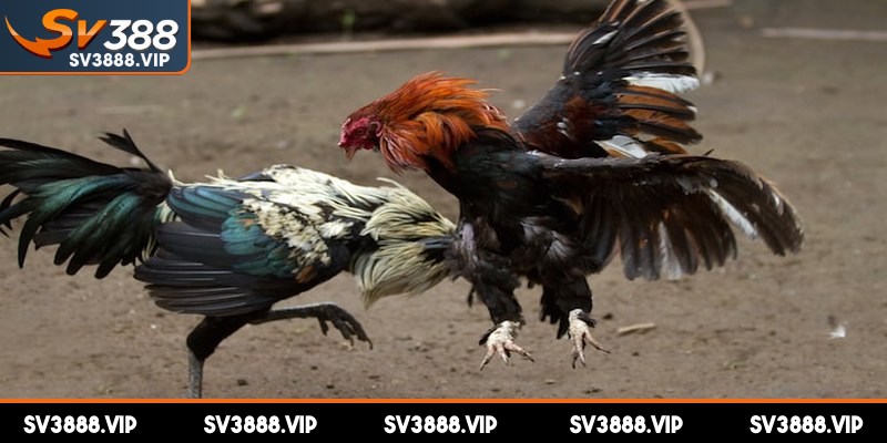 Đánh giá điều chỉnh chiến thuật để đạt hiệu quả cao