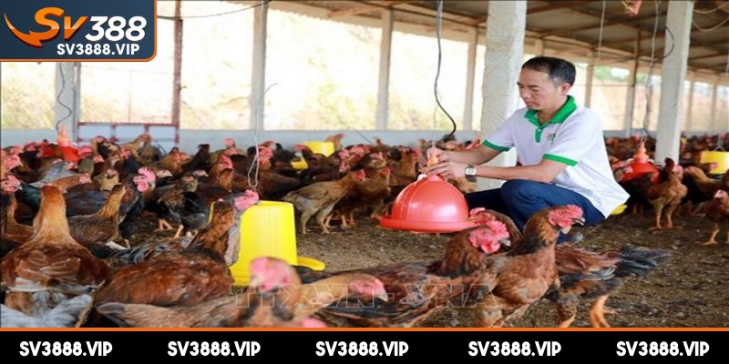 Bí quyết làm nước cho gà chọi khi lâm trận học từ các kỳ kê lão làng