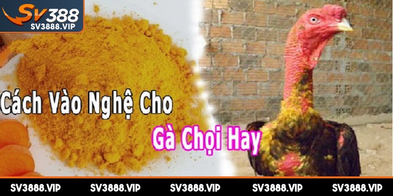 Lưu ý thật quan trọng khi vào nghệ cho gà chọi