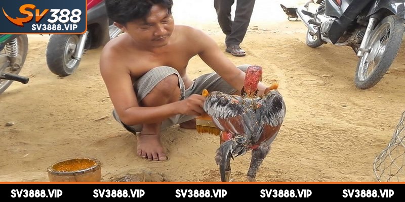 Mục đích chính của việc vào nghệ cho gà chọi