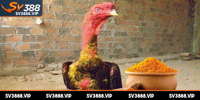 Chuẩn bị hỗn hợp nghệ cho gà chọi